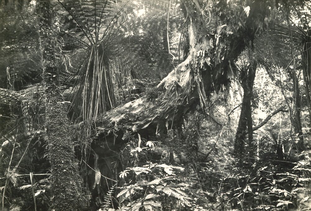 Fuchsia excorticata - scaling bark