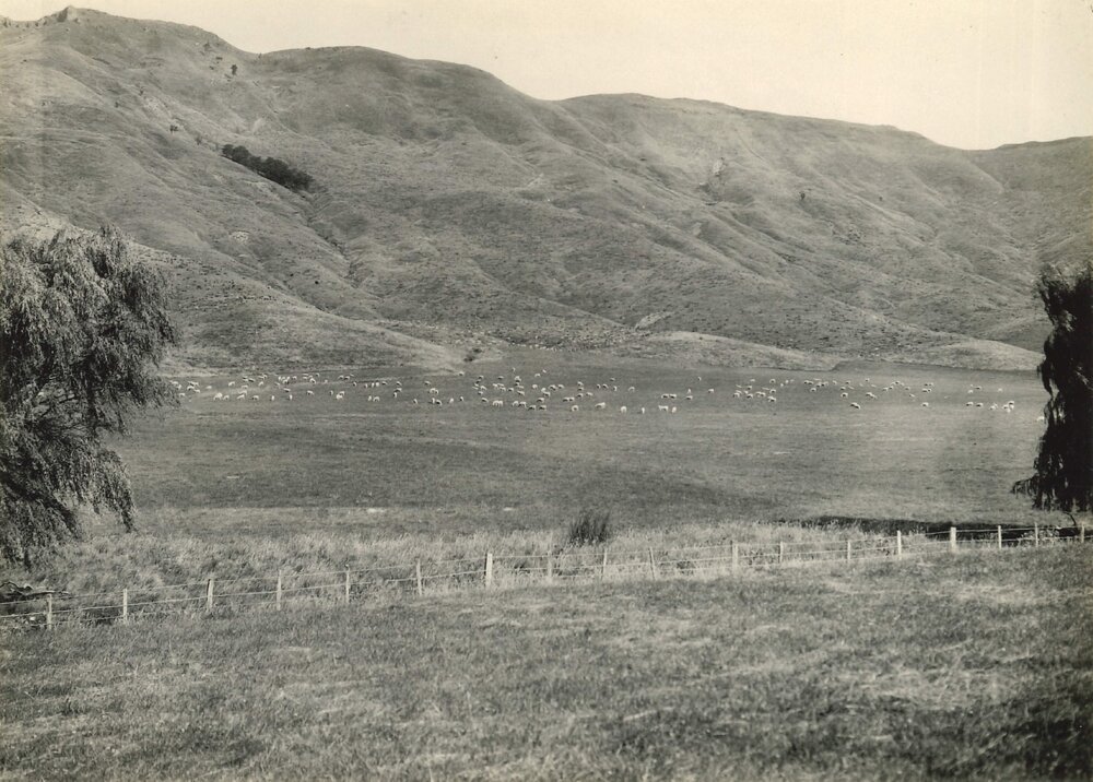 Van Arche's land at Tuki Tuki 