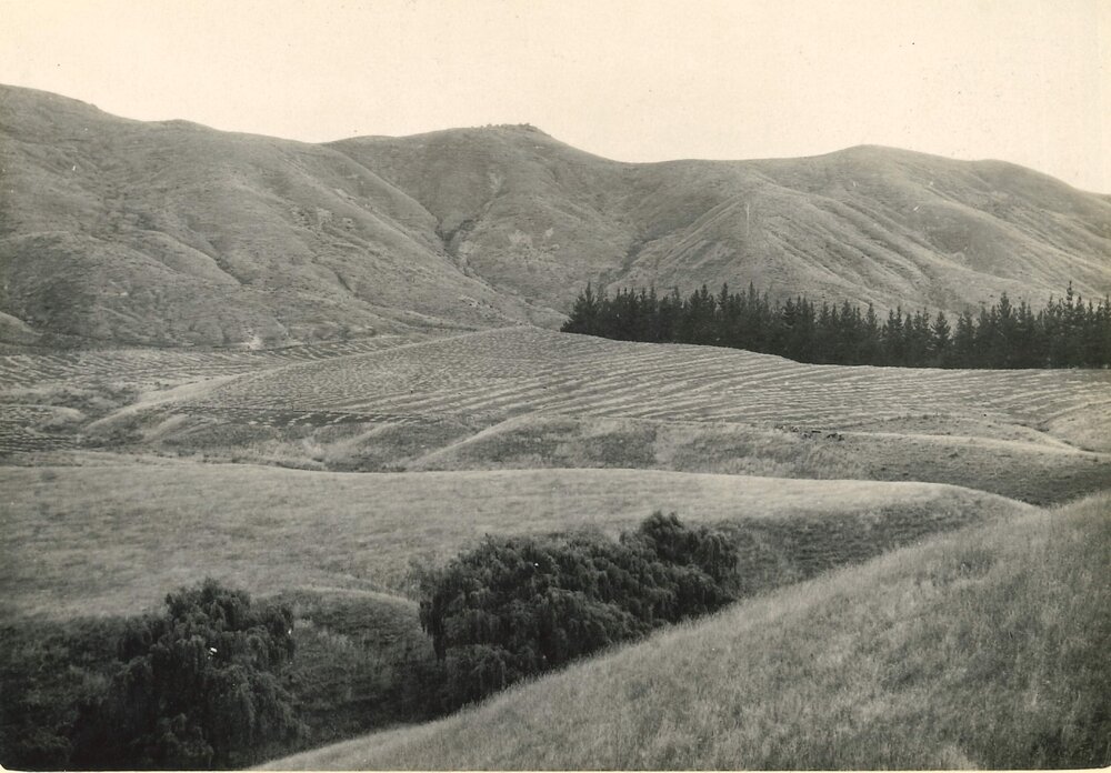 Paddocks - Landscape