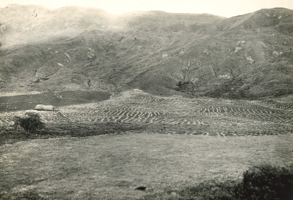 Van Arche's land at Tuki Tuki - 1