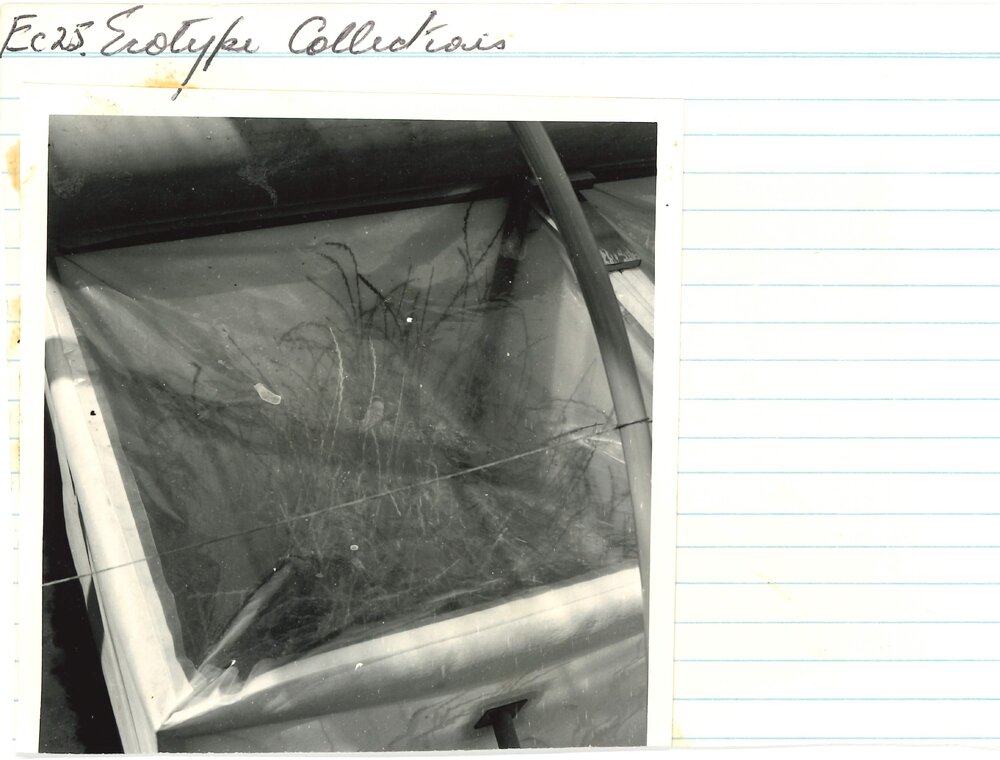 Ec 25 - Ecotype collection