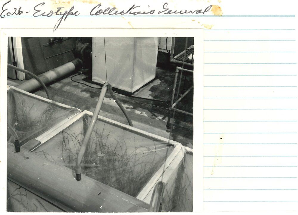 Ec 26 - Ecotype collection