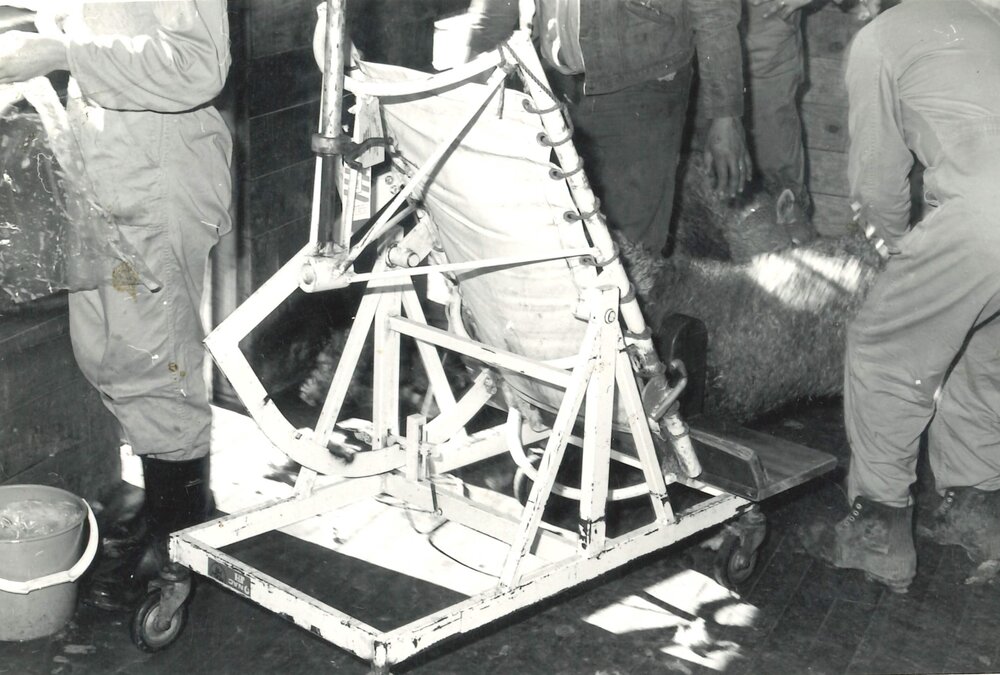 Operation table - Sheep - 10