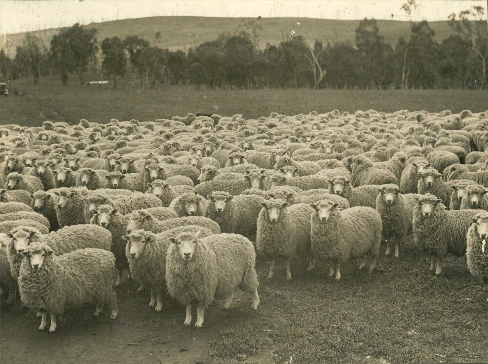 Romney Marsh - Sheep