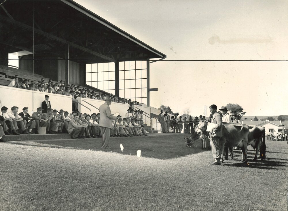 Young Farmers Club - Cows