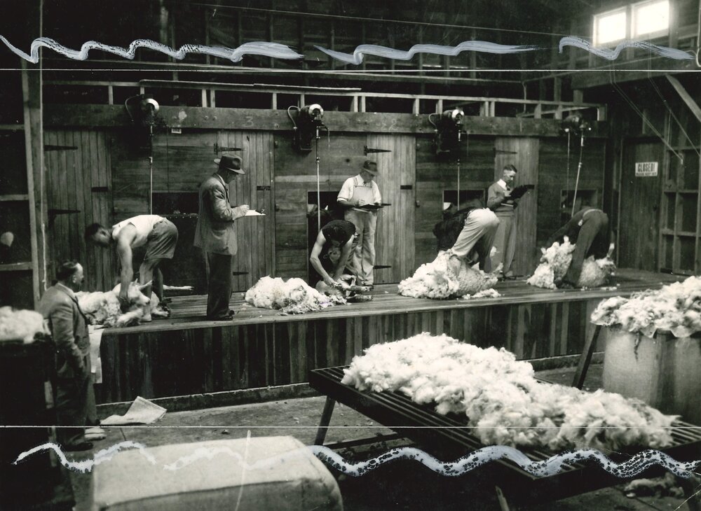 Shearing - Sheep