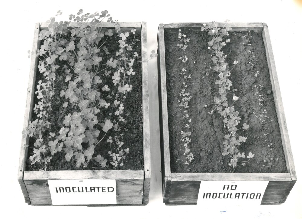 Inoculated - not inoculated