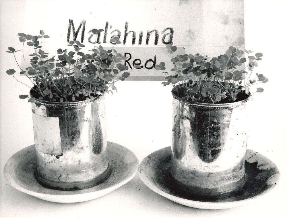 Clover inoculation - 4