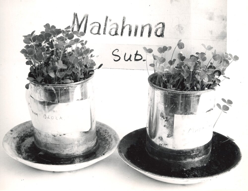 Clover inoculation - 3