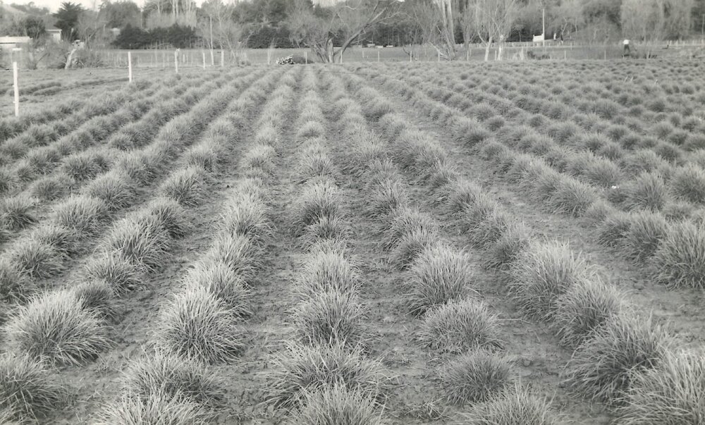 Grasses in rows