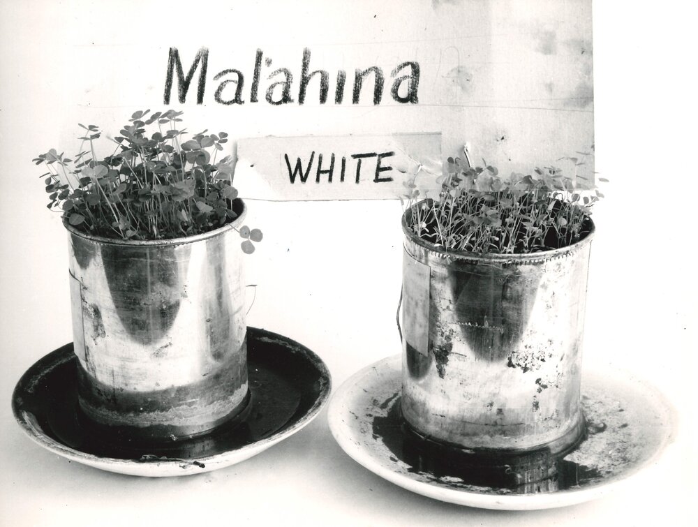 Clover inoculation - 2