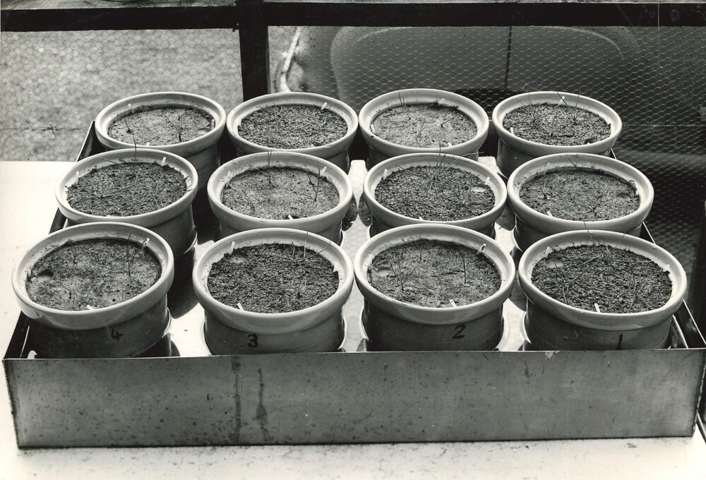 Soil Bureau, DSIR - Pots in tray