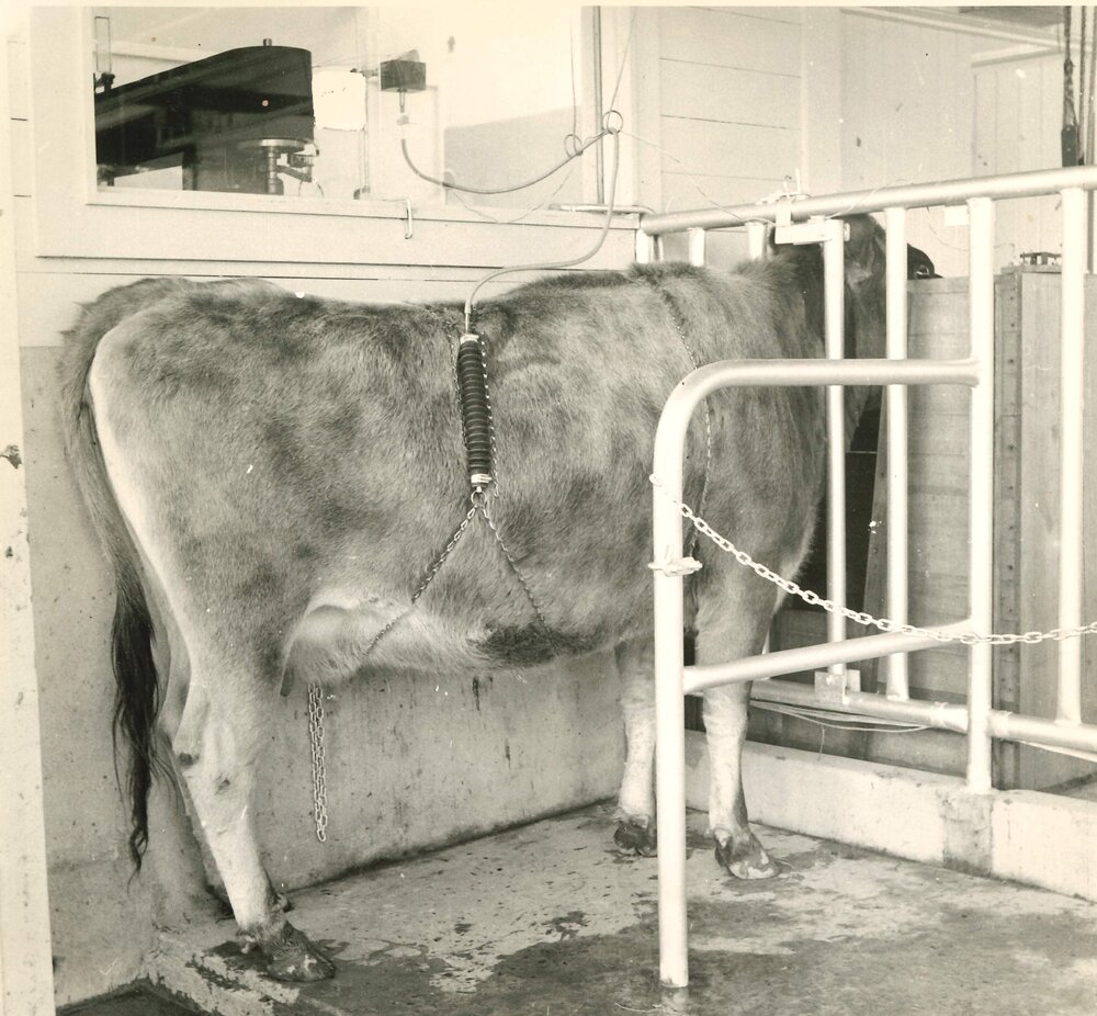 Restrained cow