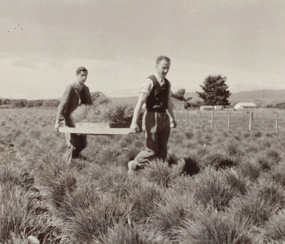Carrying in from the field, established plants