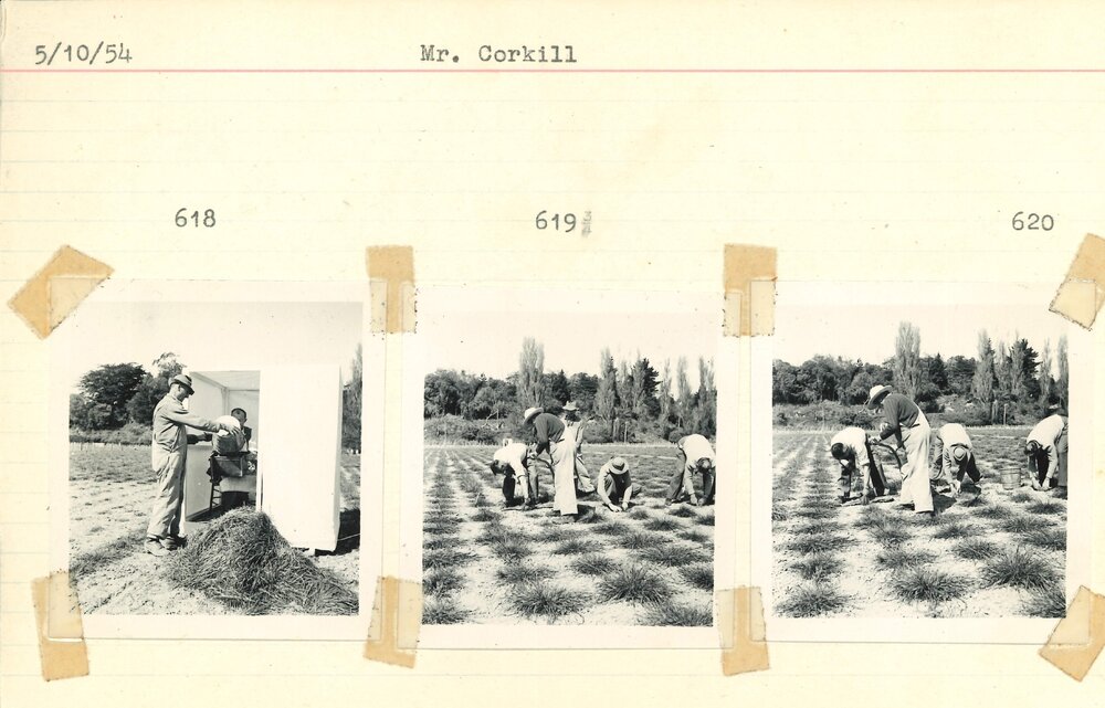 Mr. Corkill at work - 1