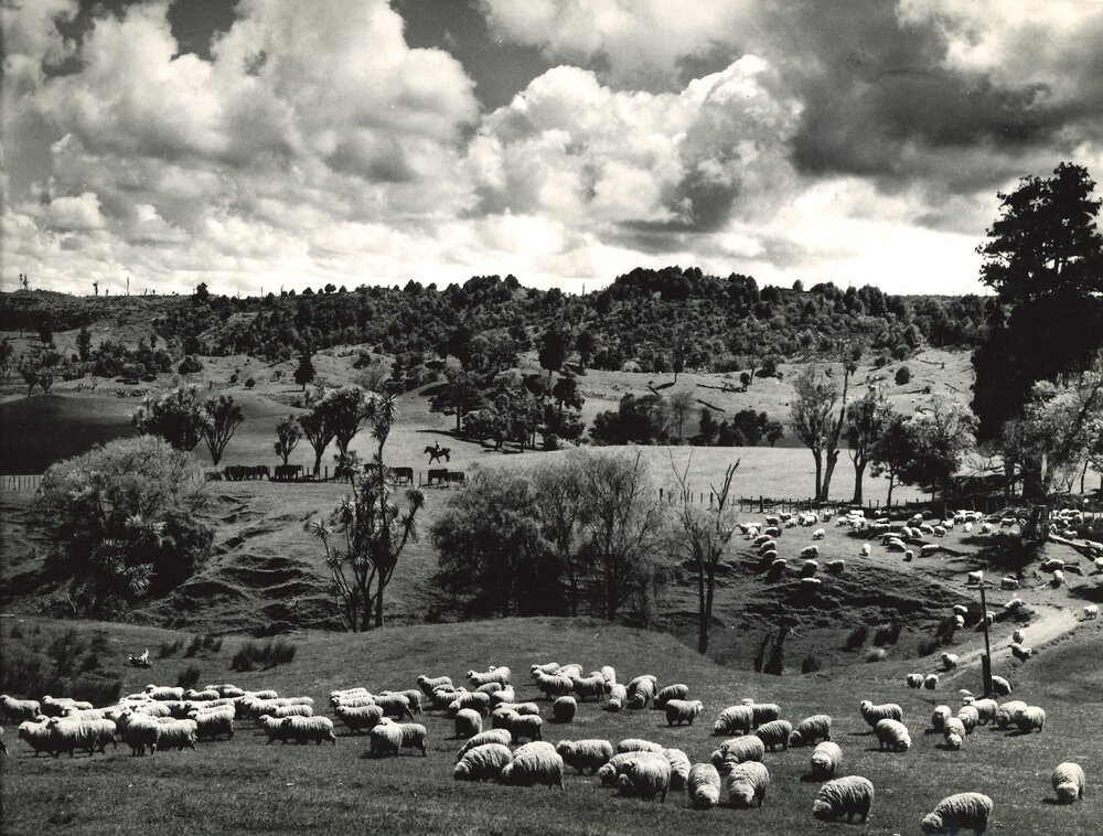 King Country - Landscape