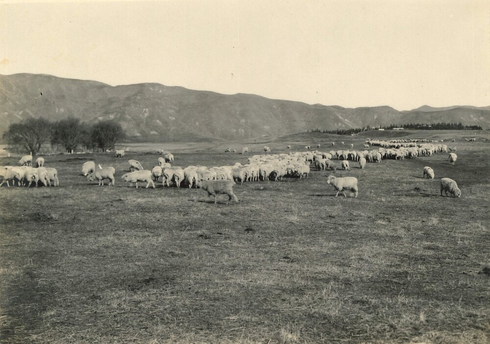 Sheep grazing in paddock