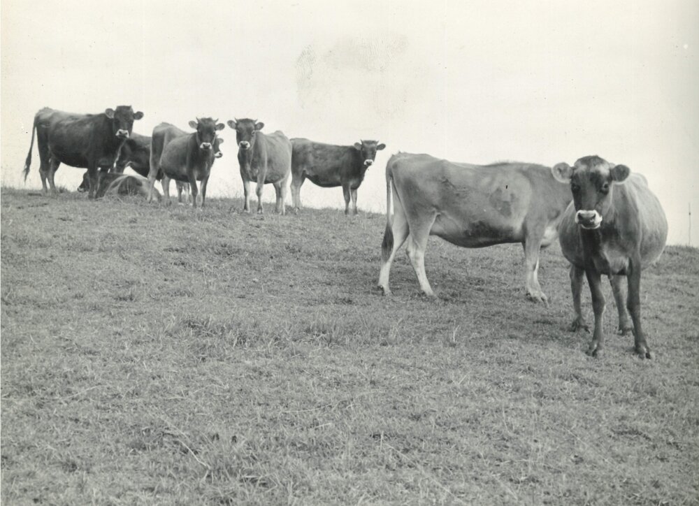 Cows standing on a hillslope