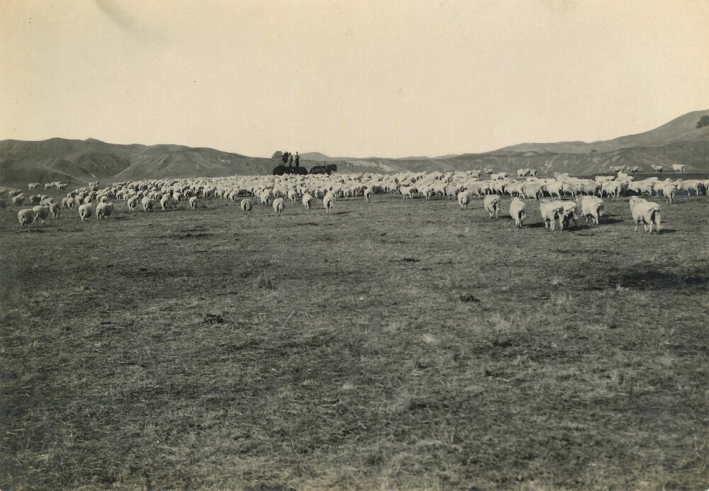 Sheep walking towards feed