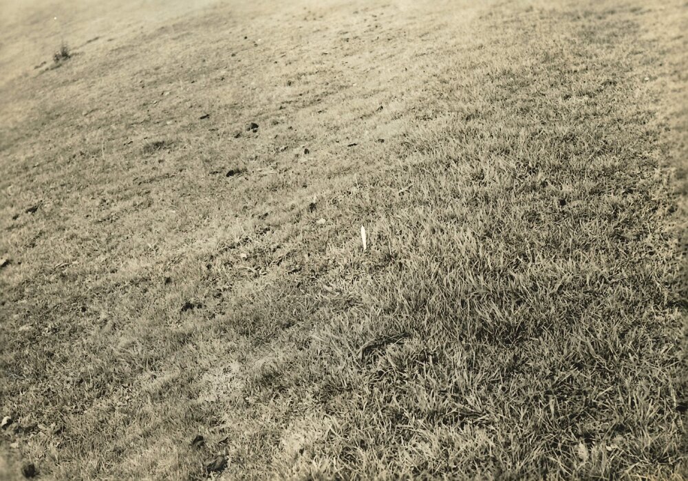 Paddock - closed up - 8 weeks