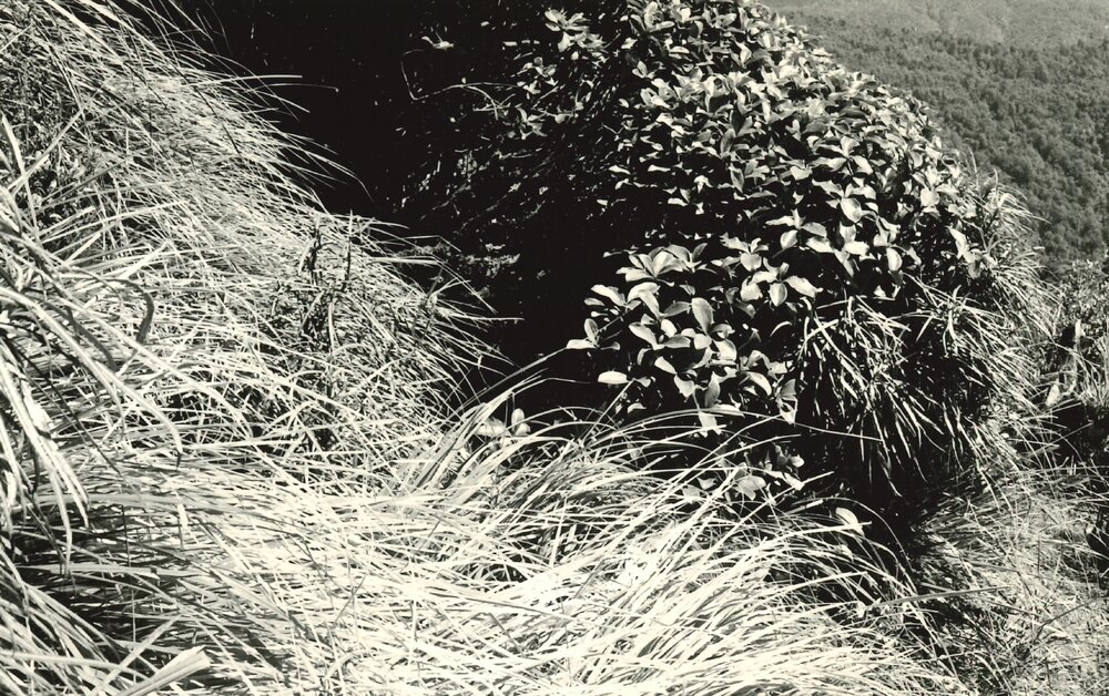 O. col &amp; O. lacunsa (closeup foliage)   snowgrass