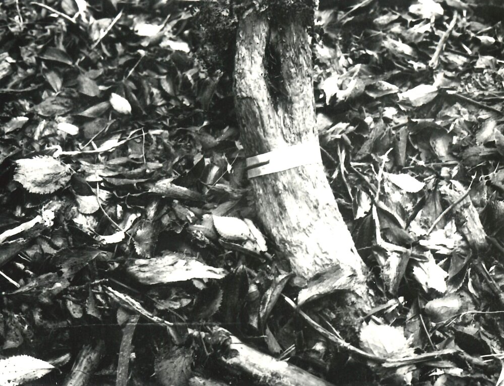 Alex Knob - Plant - 1