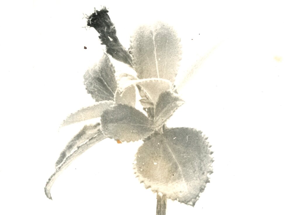 Close up - plant - 3