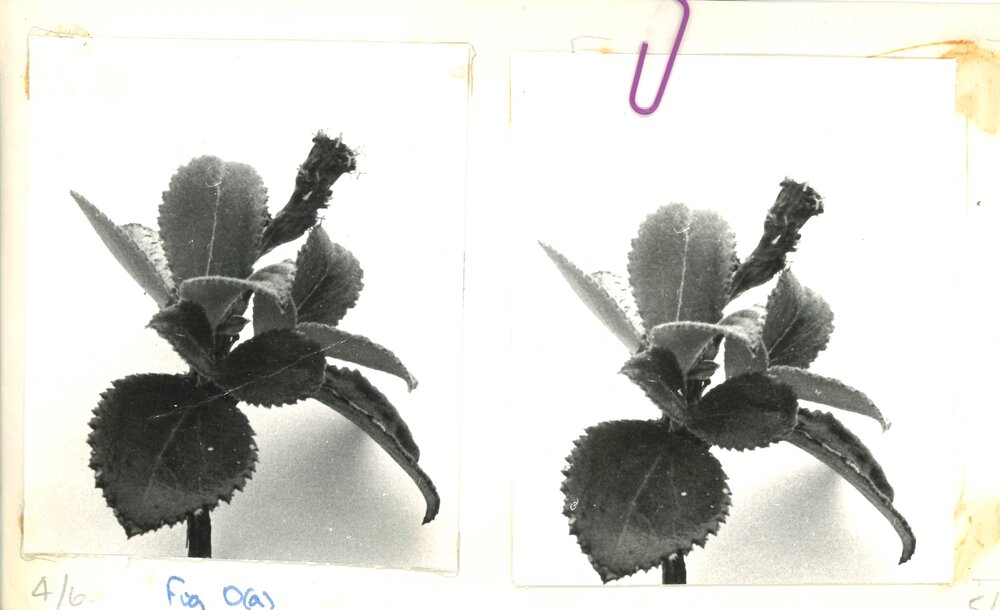 Close up - plant - 4