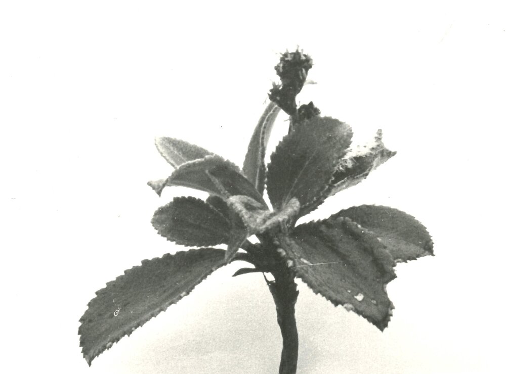 Close up - plant - 2