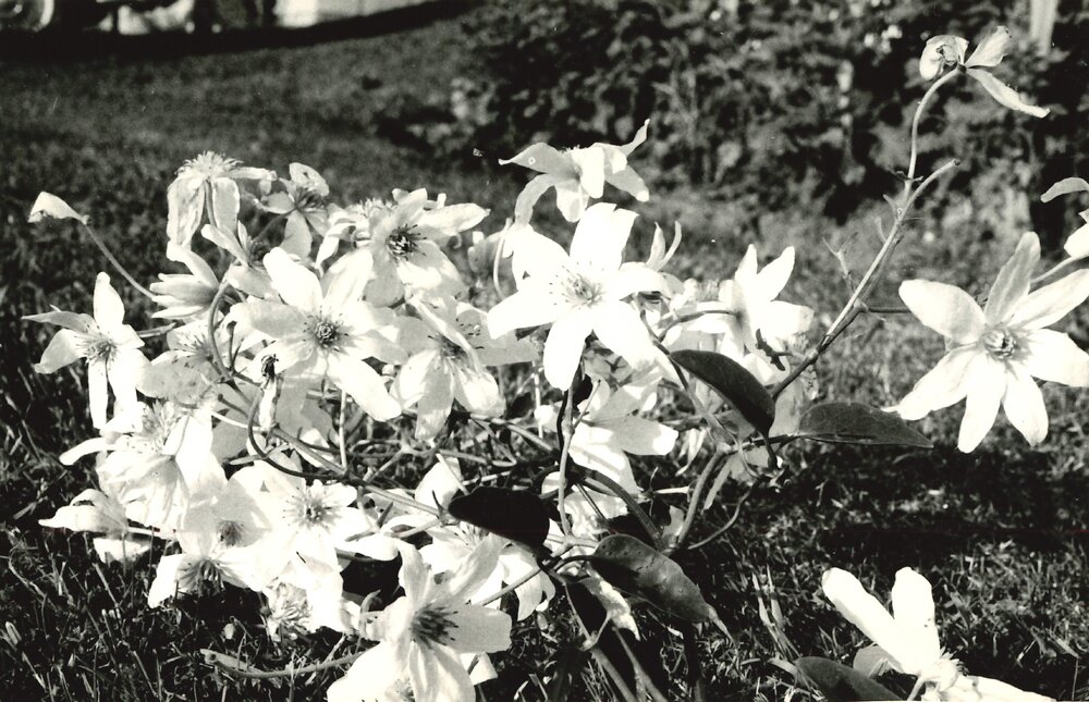 Clematis flowers