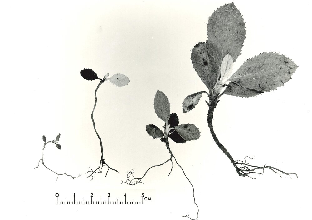 Close up - plant - 1