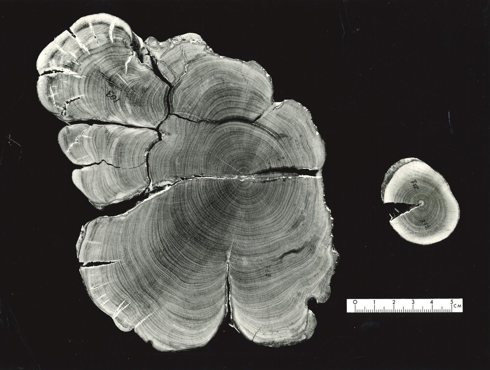 Cut section - tree branch