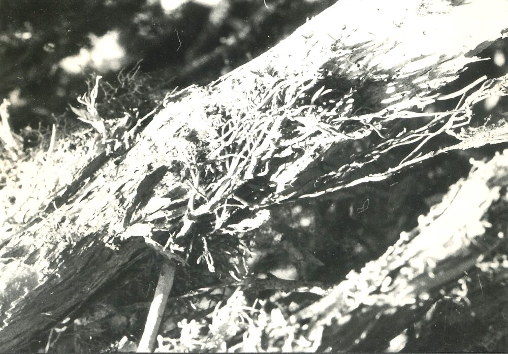 Alex Knob - Plant - 9