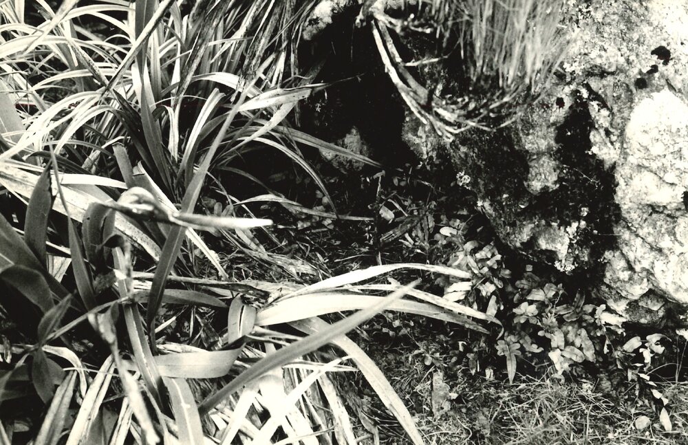 Alex Knob - Plant - 6