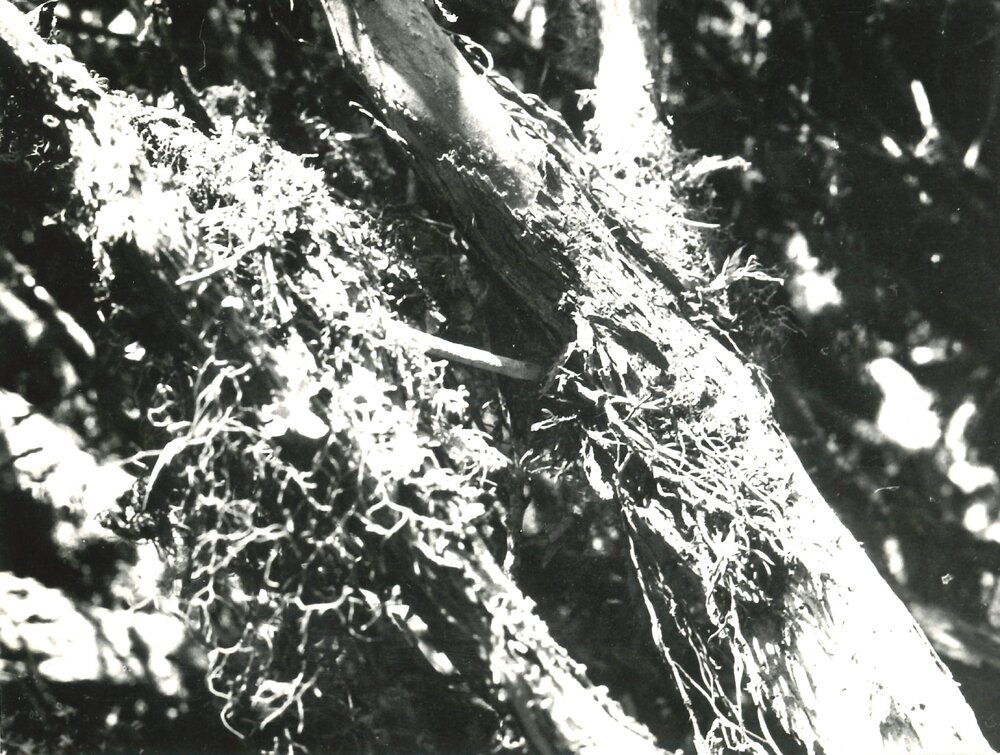 Alex Knob - Plant - 8