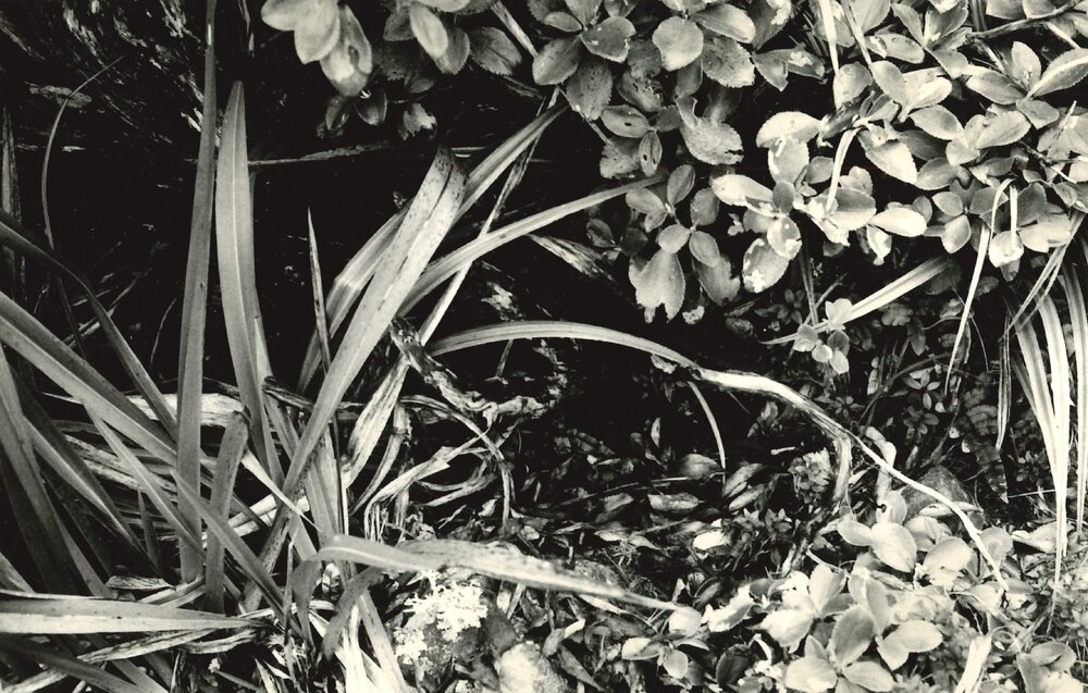 Alex Knob - Plant - 3