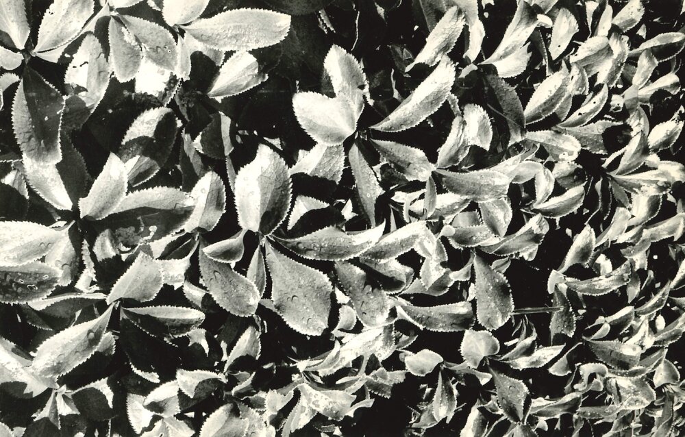 Alex Knob - Plant - 4