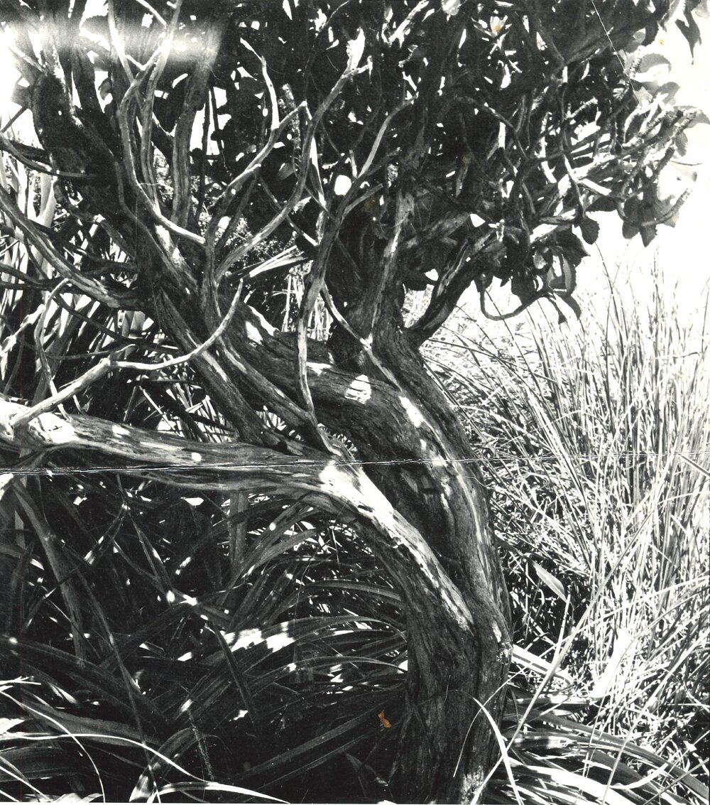 Alex Knob - Plant - 10