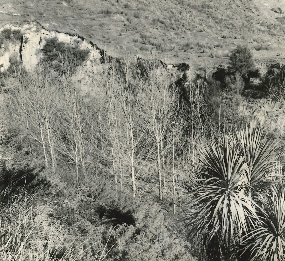 Trees growing below cliff face