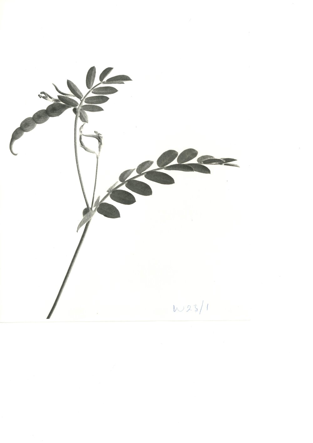 O. sativus x O. compressus - 1