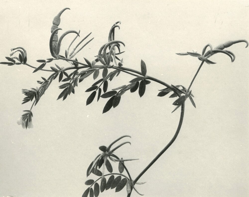 O. sativus x O. compressus - 2