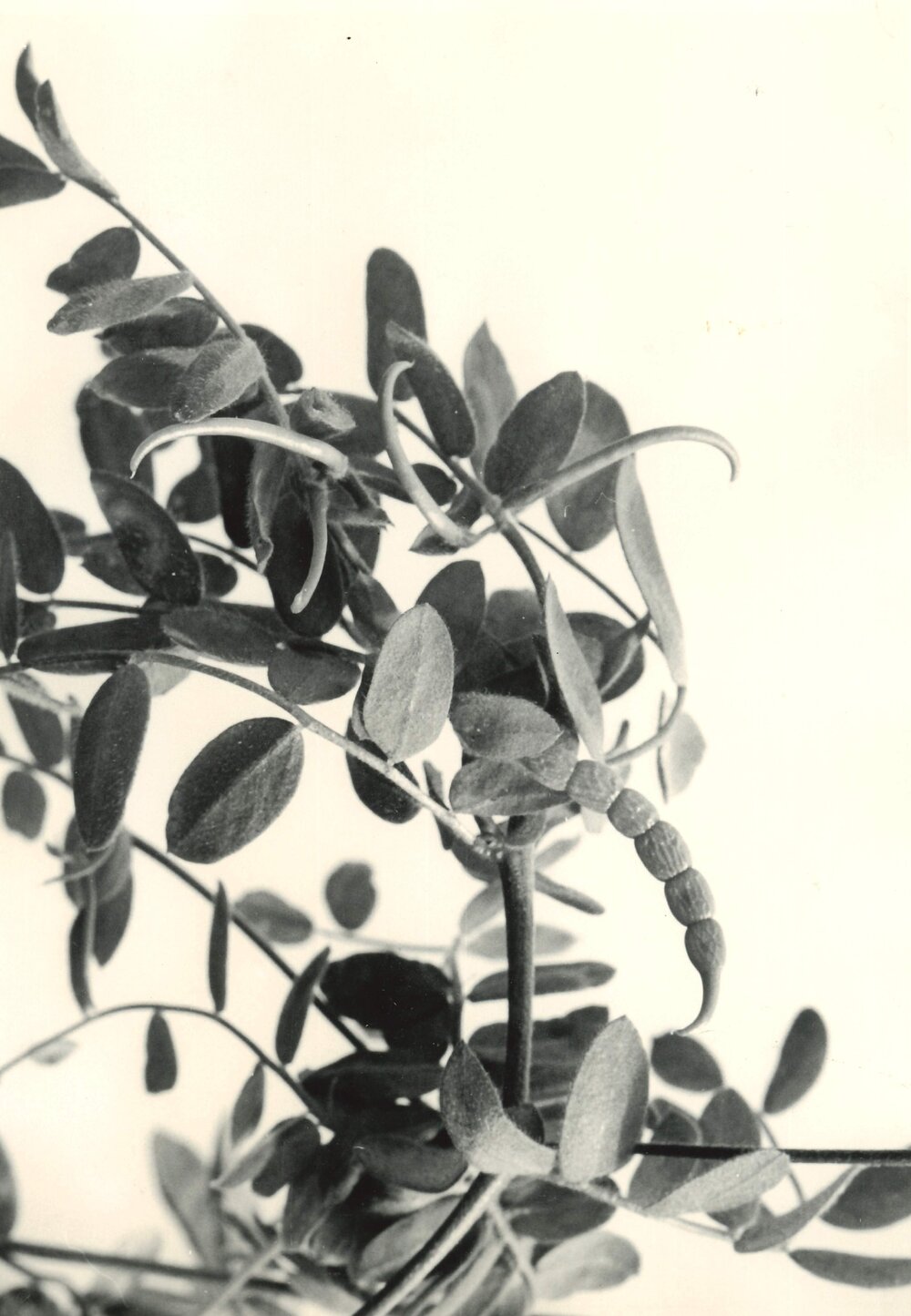 O. sativus x O. compressus - 3