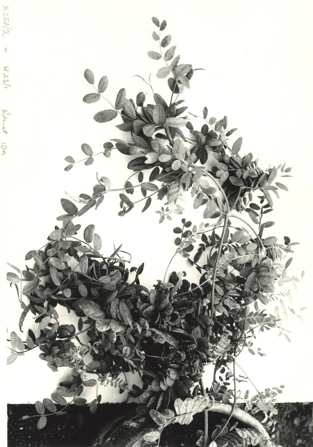 O. sativus x O. compressus - 4