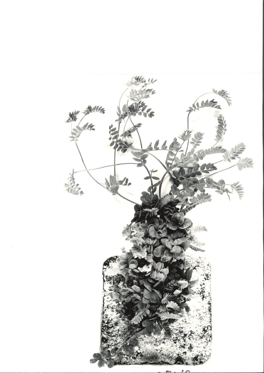 O. sativus x O. compressus - 5