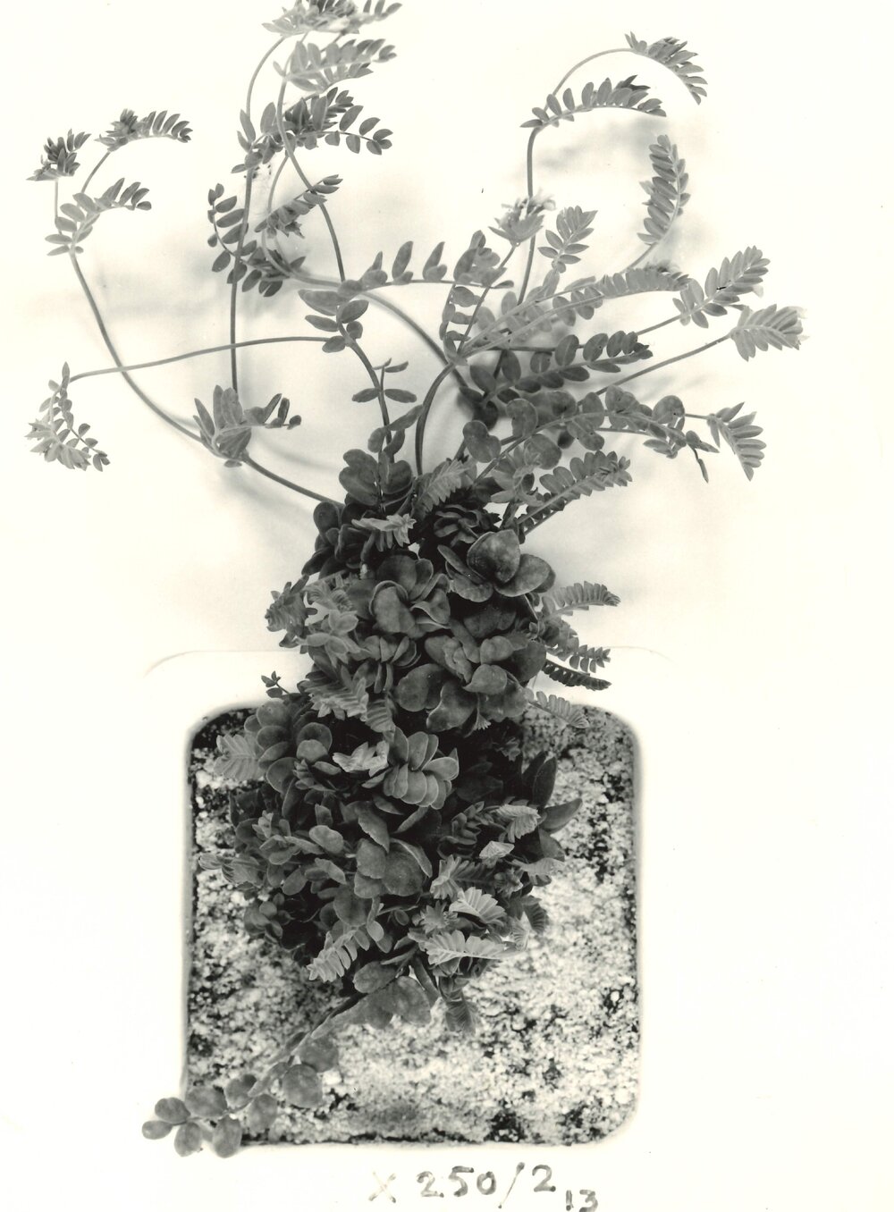 O. sativus x O. compressus - 6