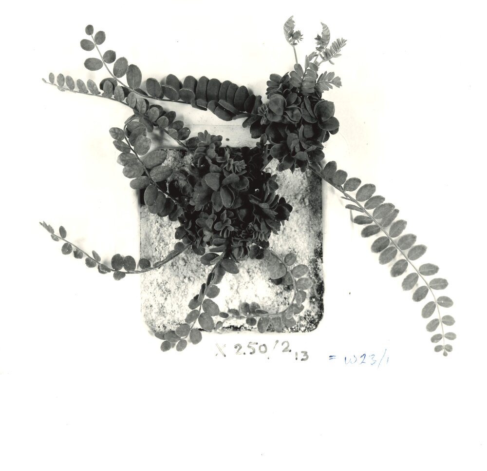 O. sativus x O. compressus - 7