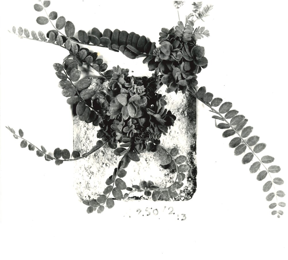 O. sativus x O. compressus - 8