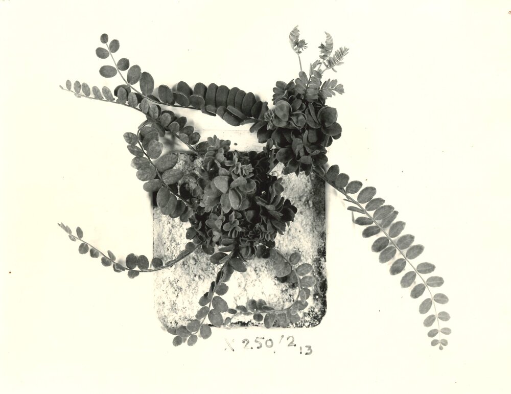 O. sativus x O. compressus - 9