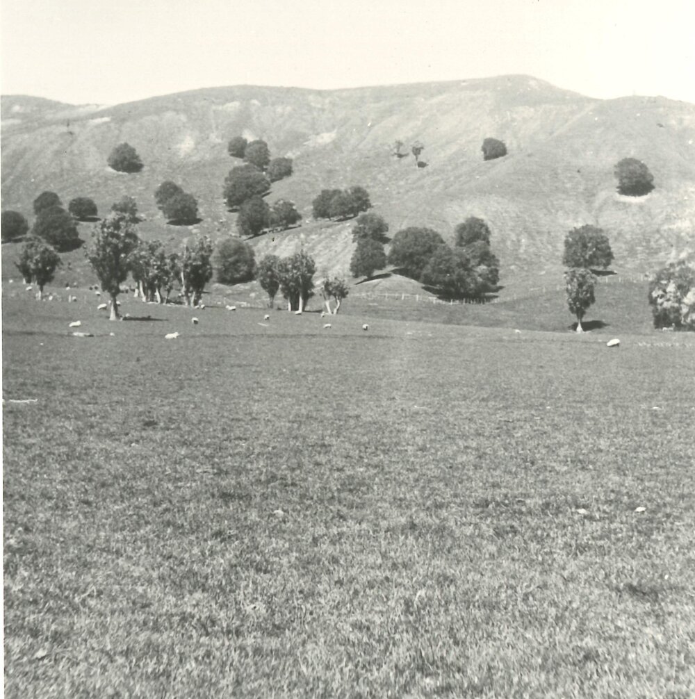 Hills, trees and paddocks - 2