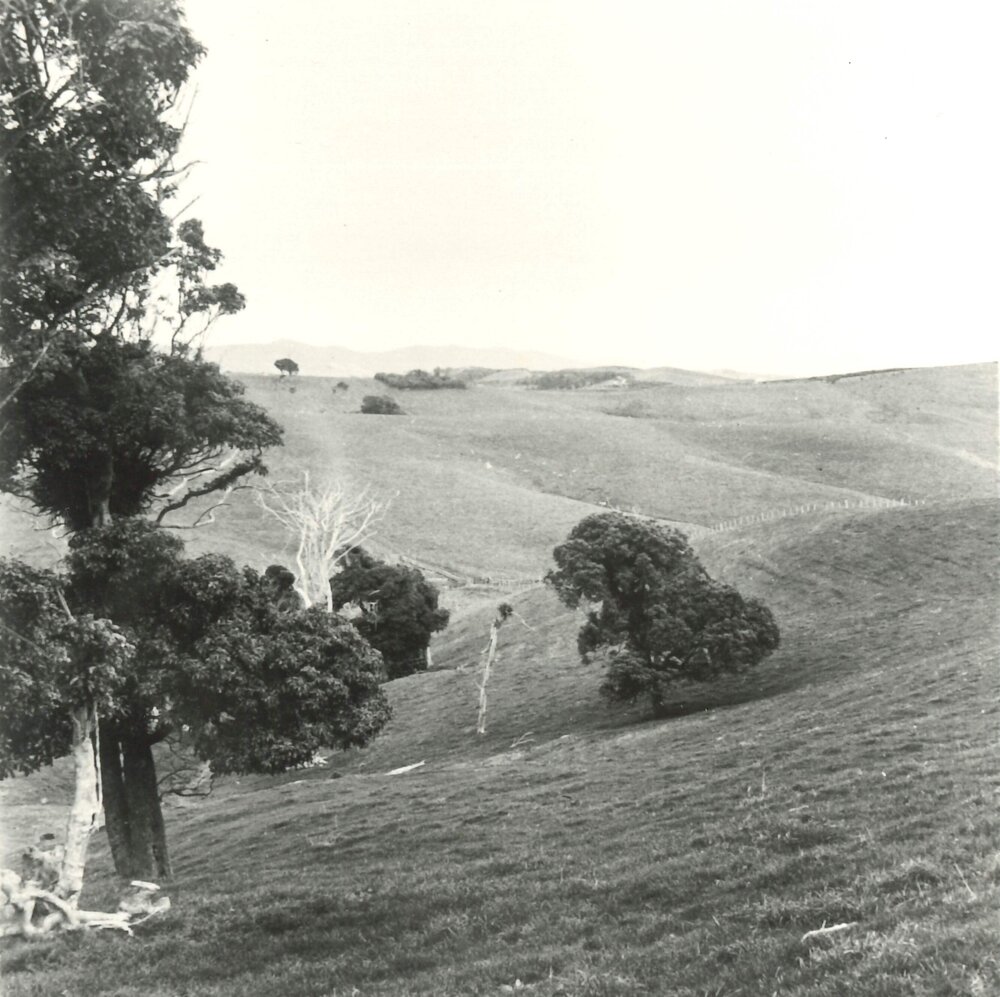 Hills, trees and paddocks - 1